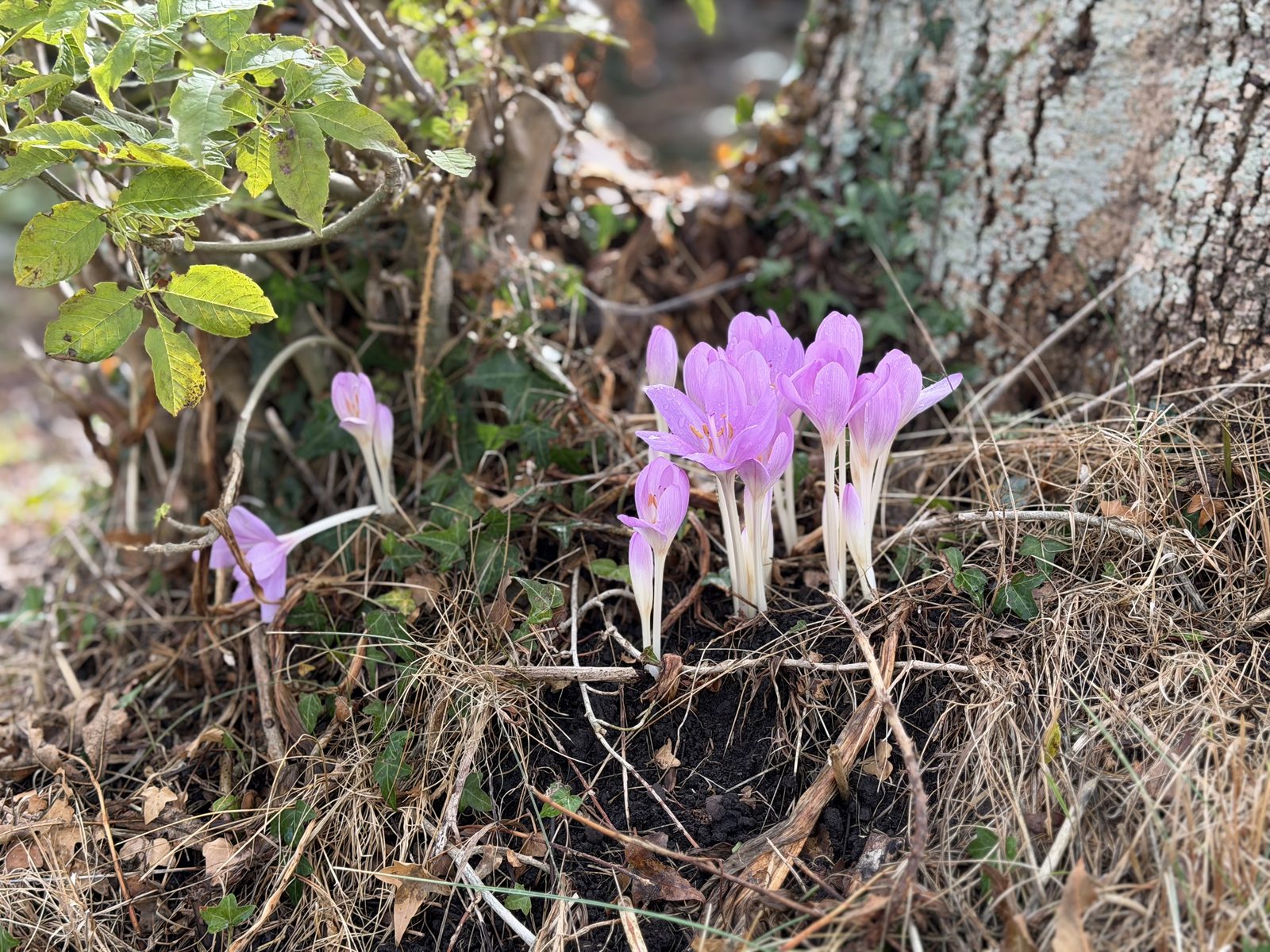 A cluster of pink-purple autumn crocuses pushing up through the leaf litter at the base of the old half-ash tree