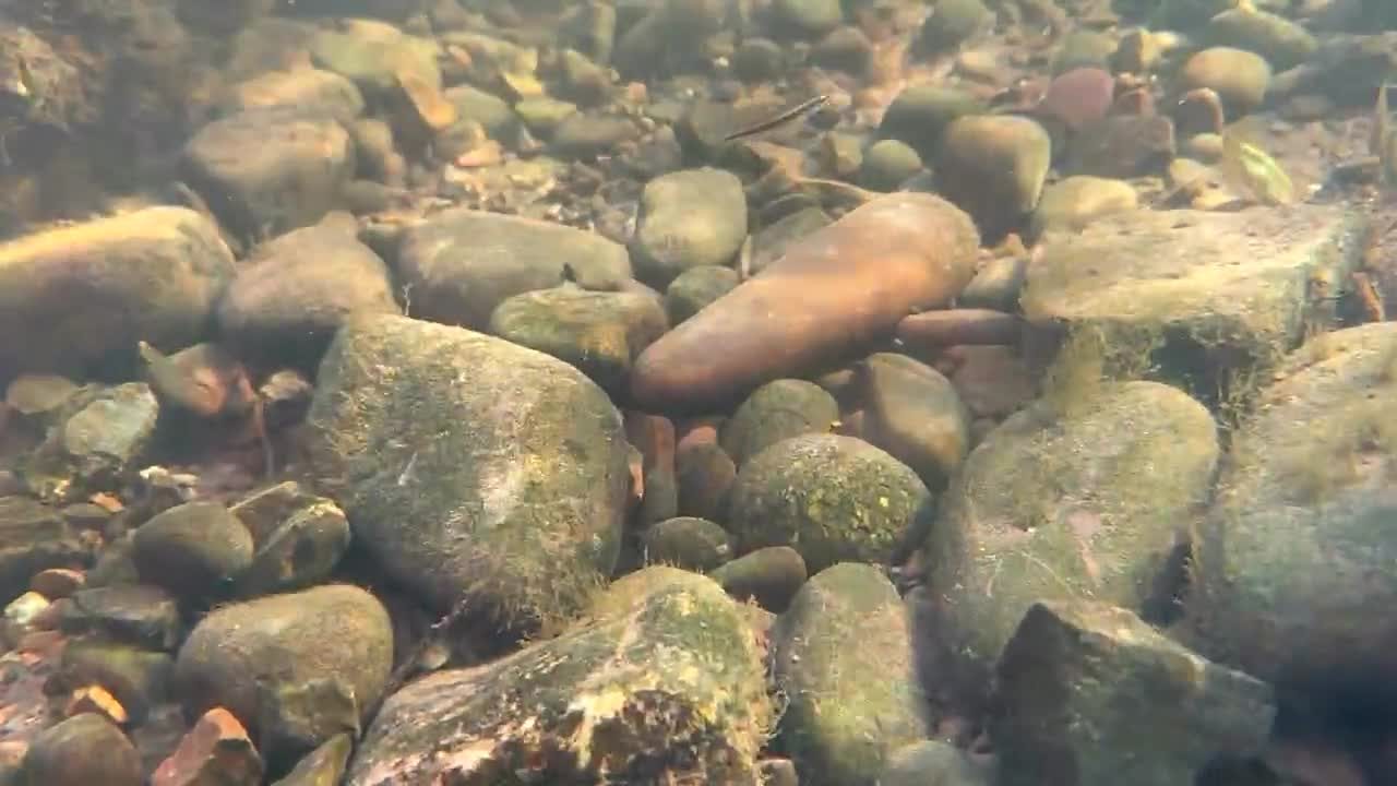 Looking down into the clear, stony river where little fish dart over the riverbed