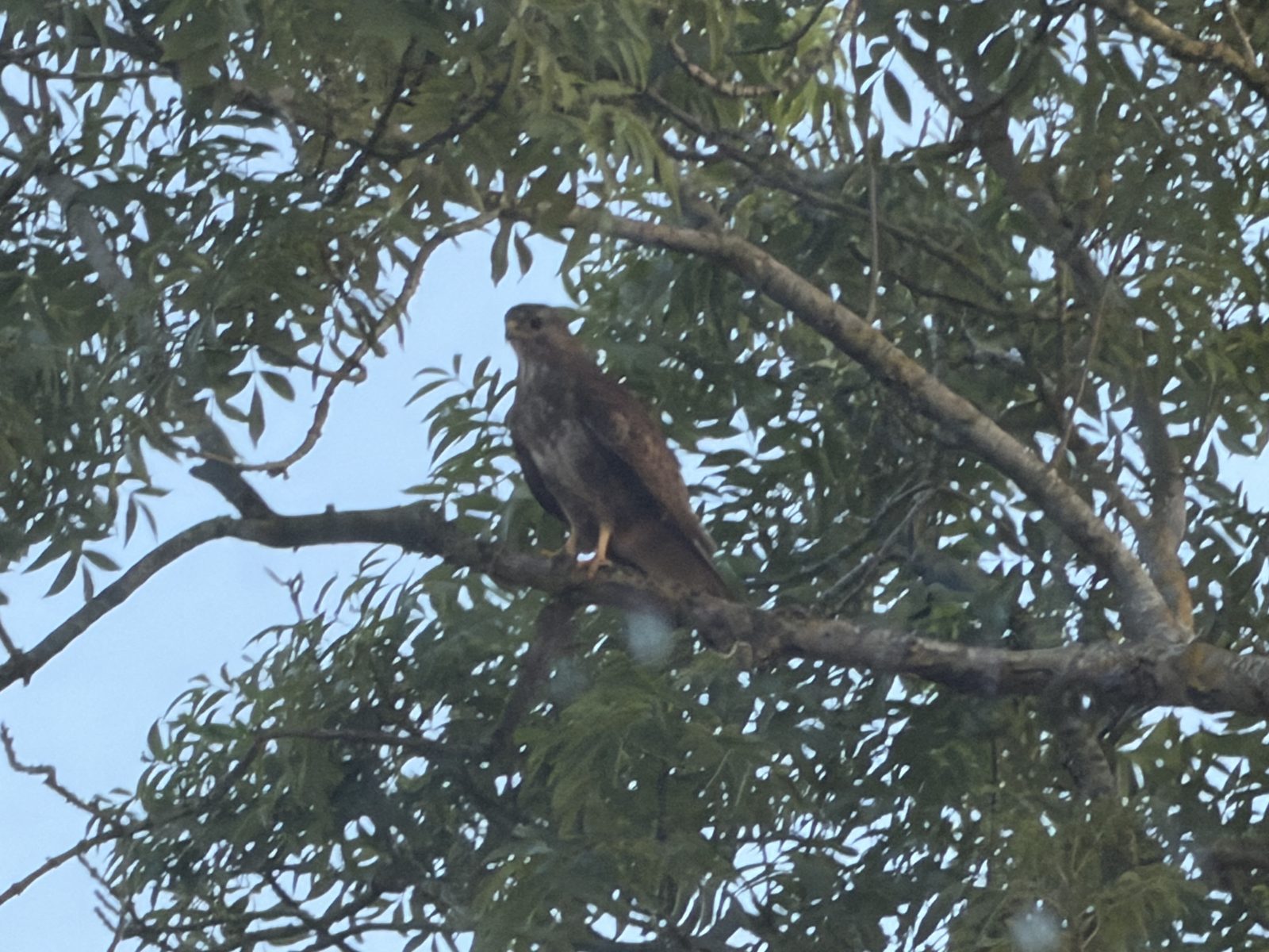 A buzzard perched on a branch high in the half-ash tree, its brown plumage and pale barred chest just visible among the green leaves