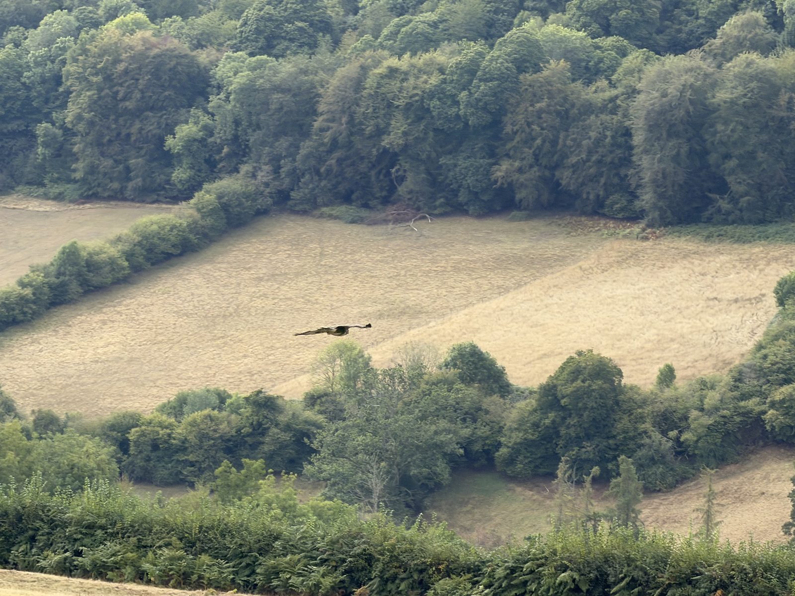 A buzzard gliding on outstretched wings over the patchwork of fields and woodland in the valley below