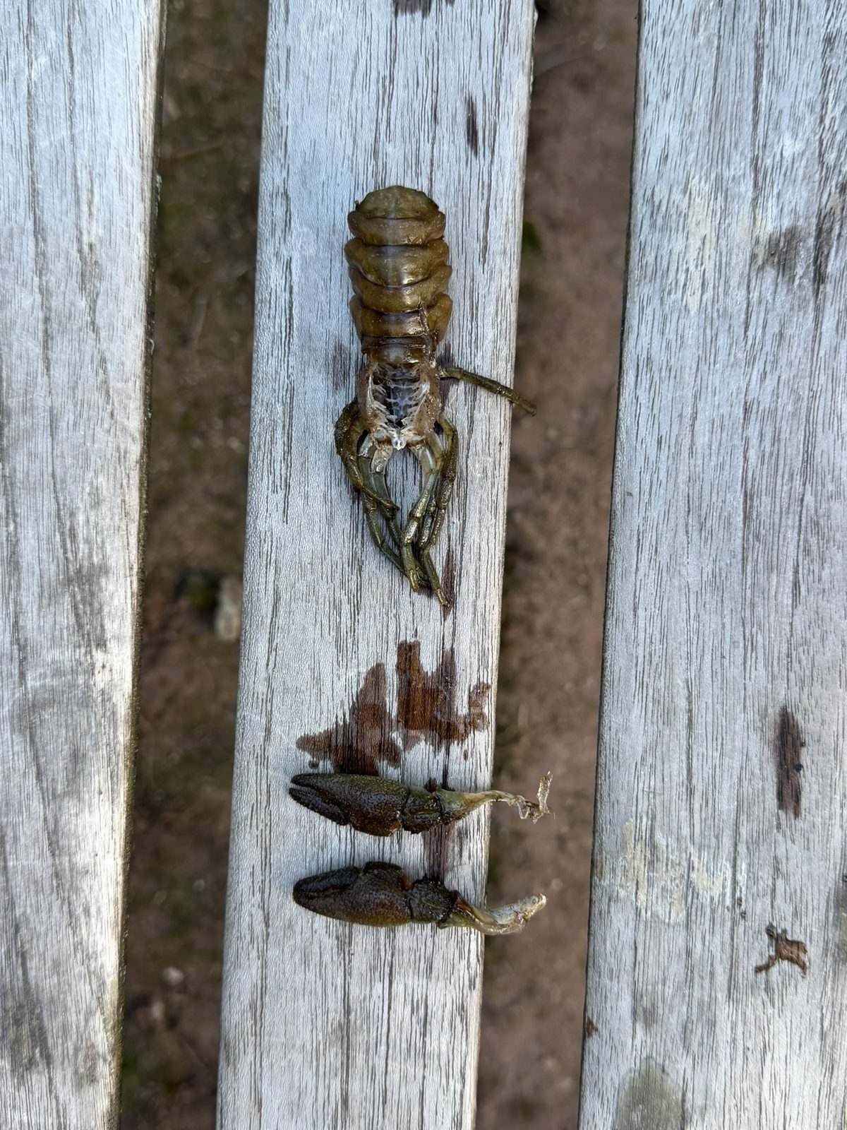 A dead crayfish laid out on the grey weathered slats of a wooden bench, its two claws detached beside it