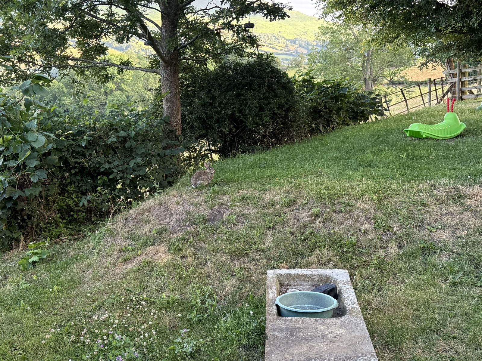 Early morning at Pengilfach, June 2026, with a wild rabbit sitting in the centre of the shot