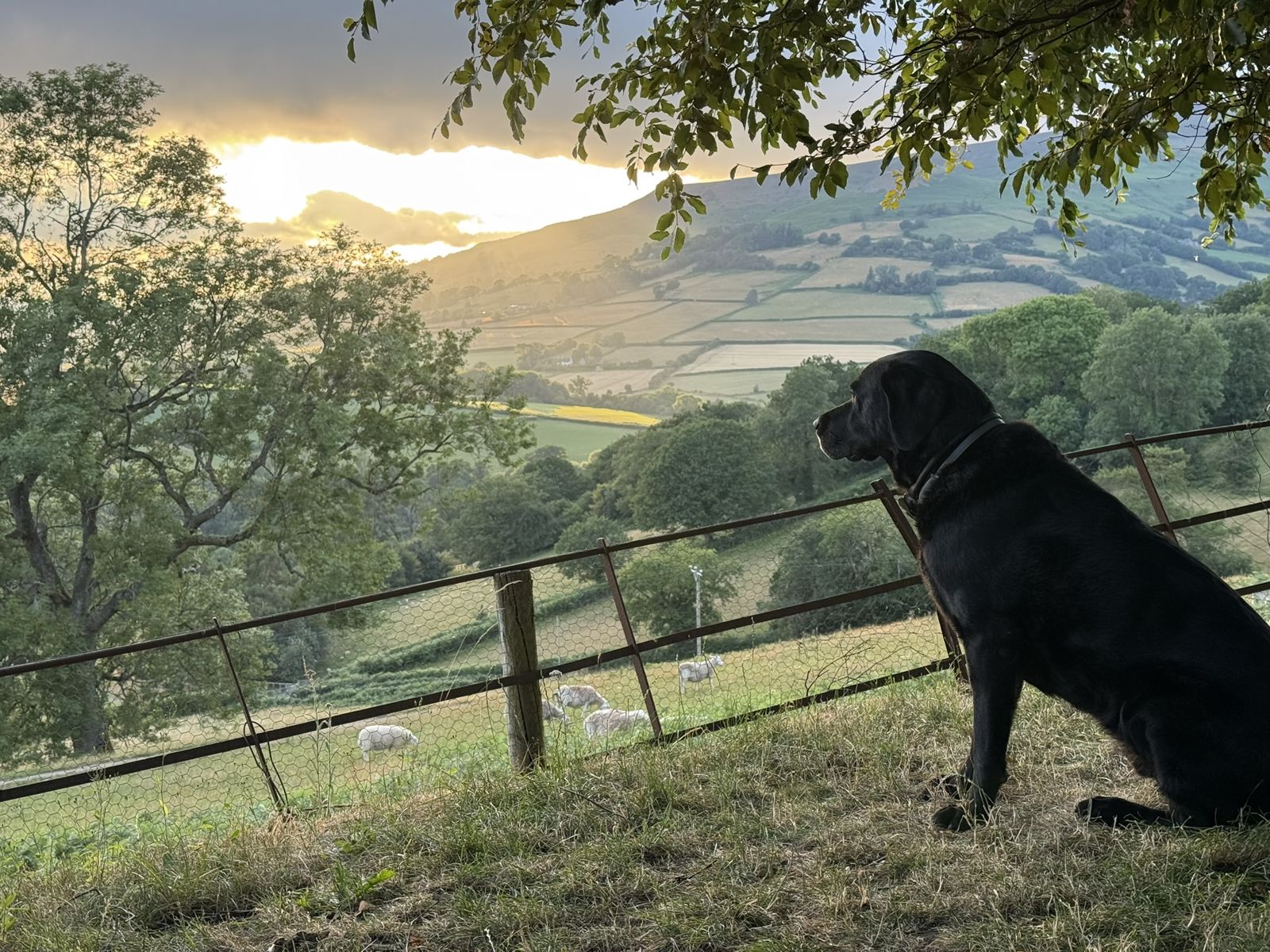 Golden evening light over the valley from Pengilfach, July 2026