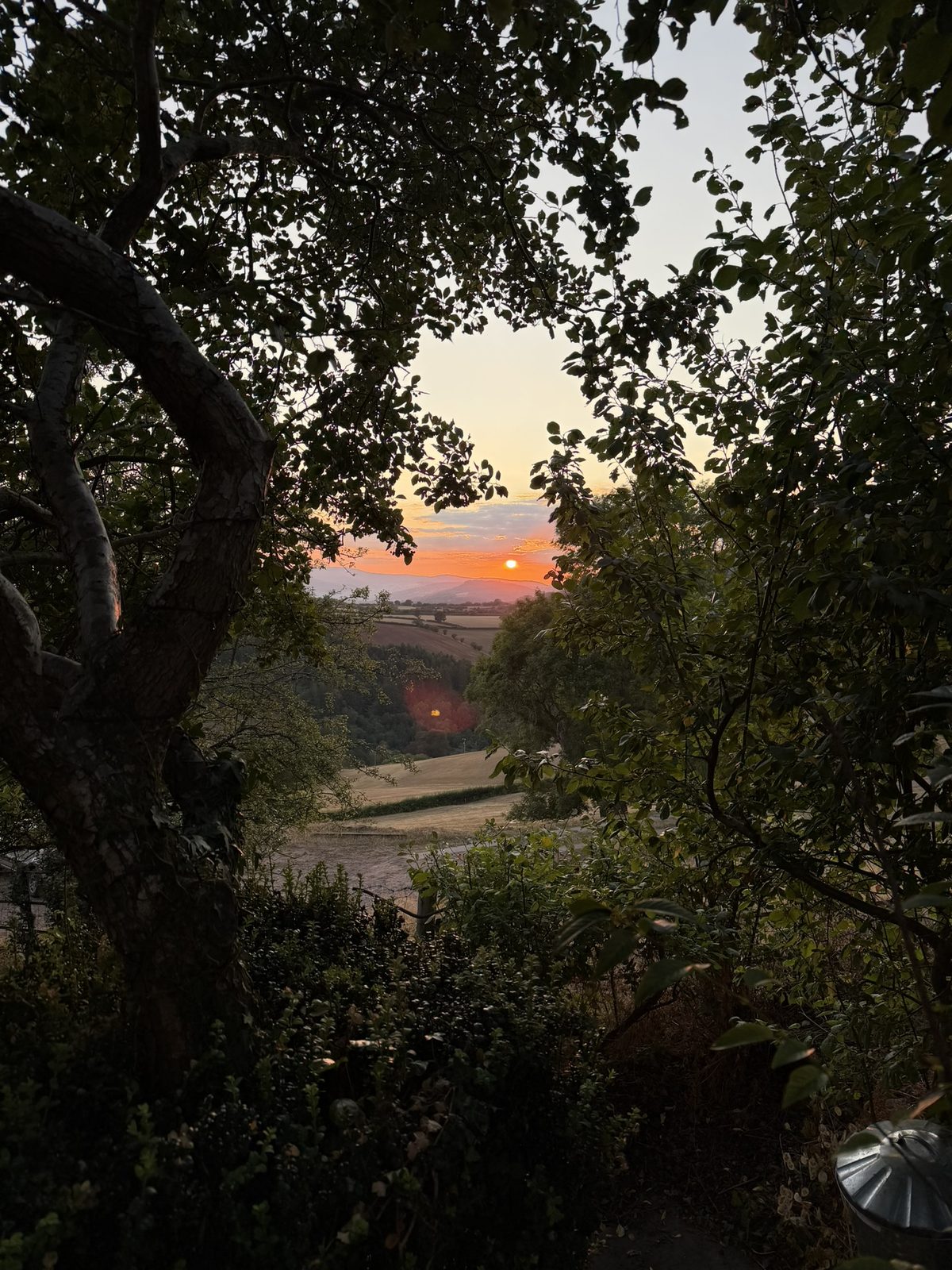 The sun setting over the valley and distant hills, framed by the dark leaves of trees on the slope