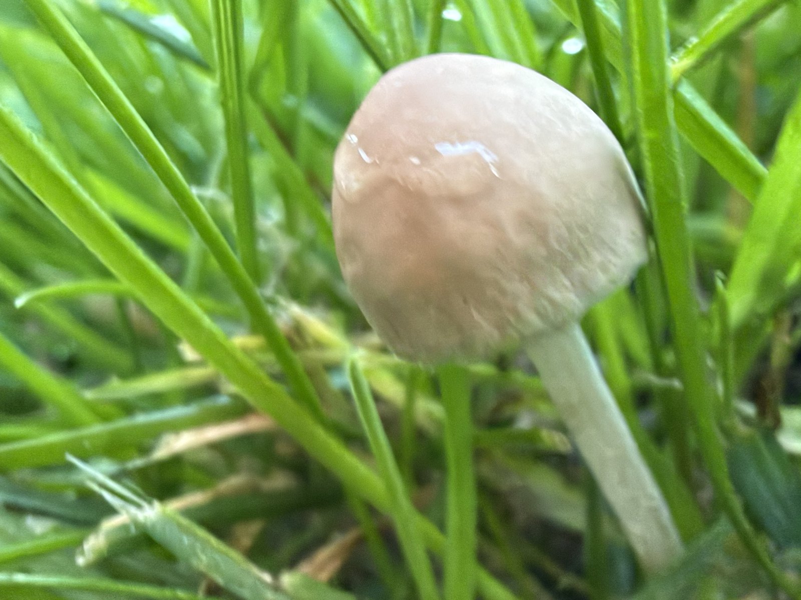 A close-up of a single pale mushroom on a slender stem among wet blades of grass