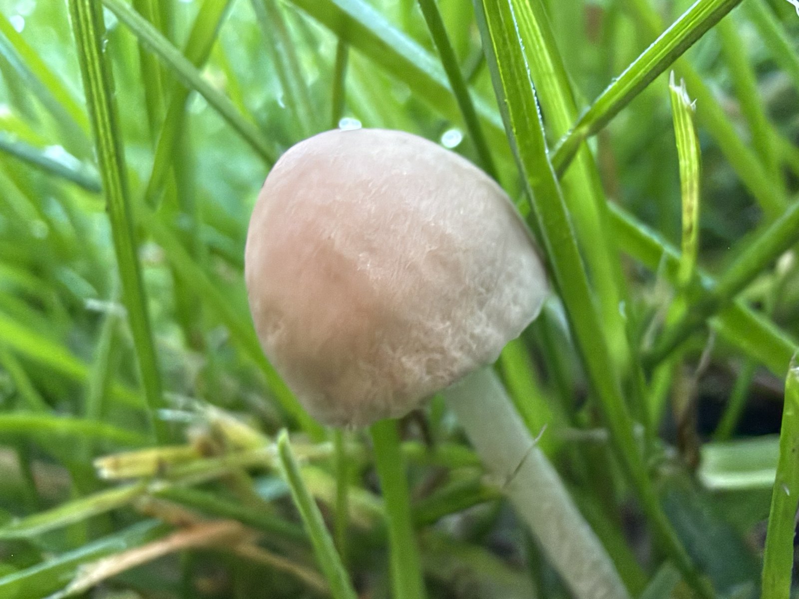 A small pale toadstool with a domed cap pushing up through dewy green lawn grass