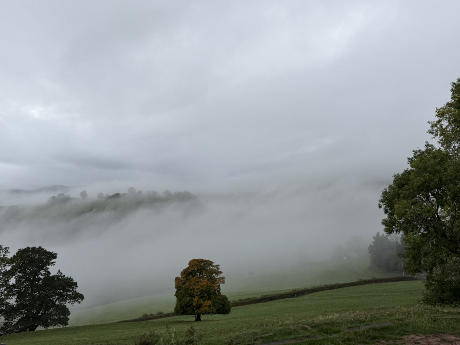 A misty valley below Pengilfach, low cloud rolling across the fields, a lone tree in the foreground just turning gold and amber