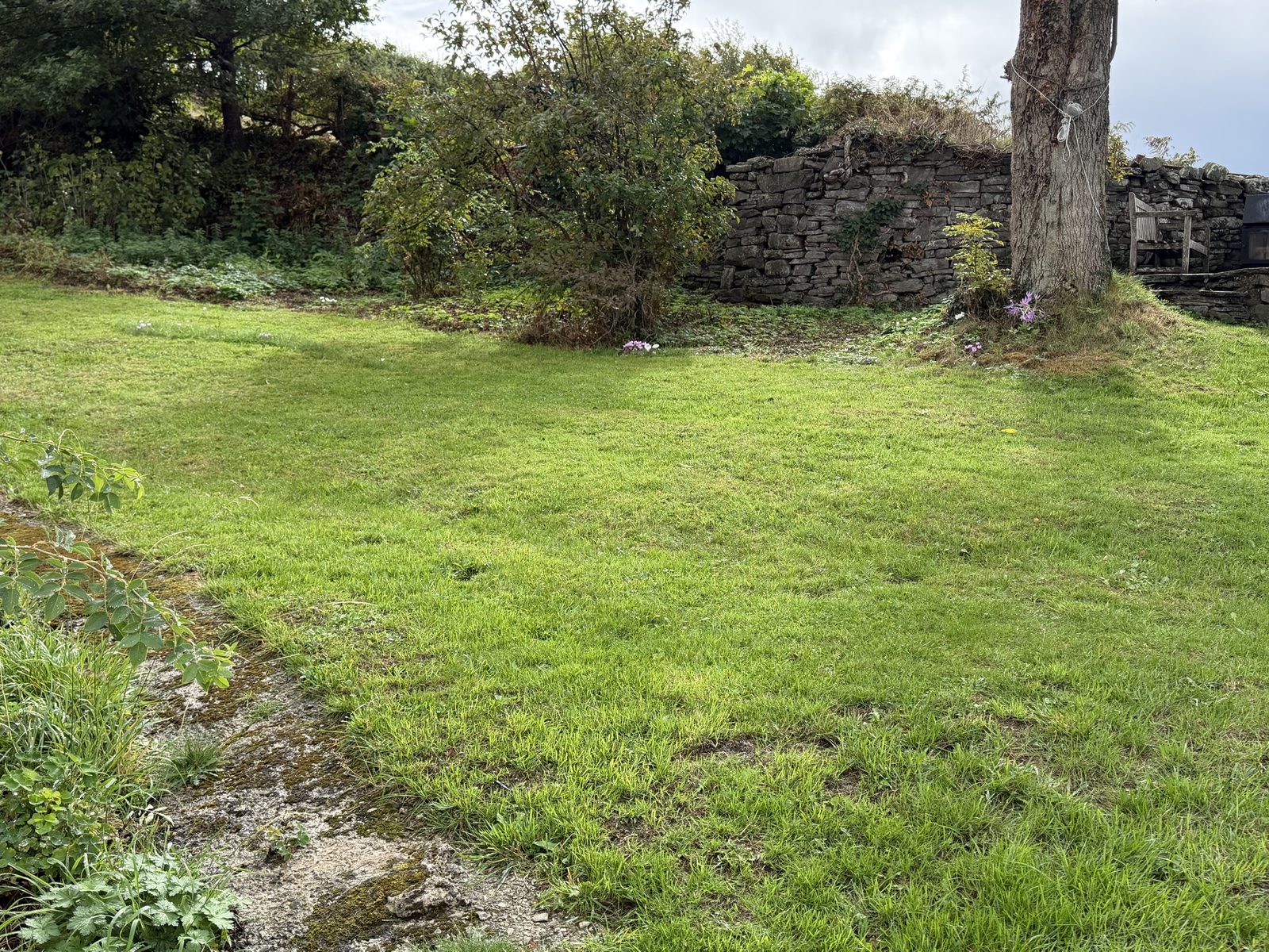 The freshly mown back lawn at Pengilfach, green and tidy, with the old dry-stone wall, a tree and autumn crocuses along the far edge