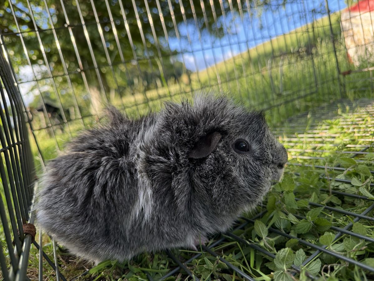 Basil photographed at Pengilfach