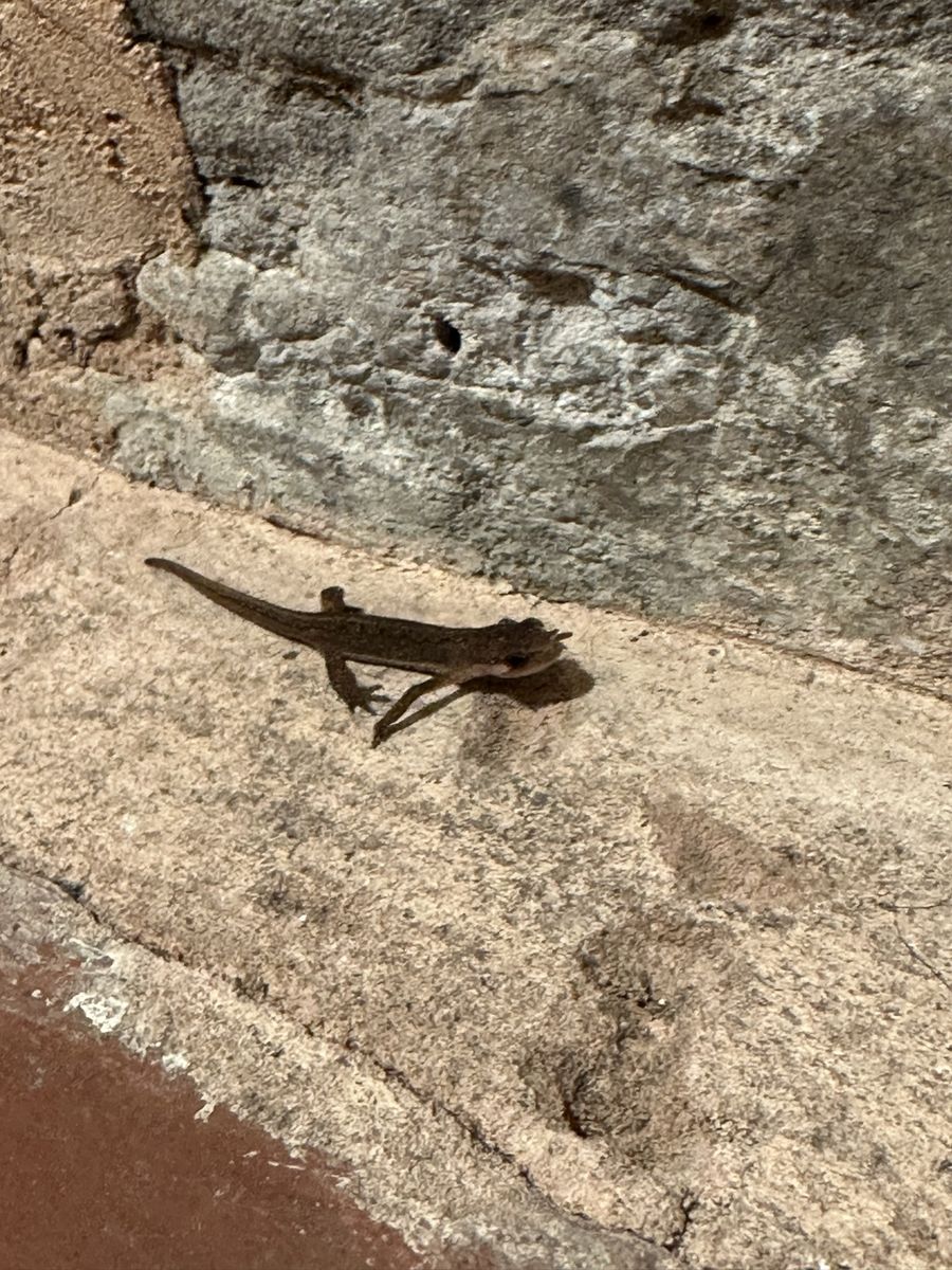Common lizard photographed at Pengilfach