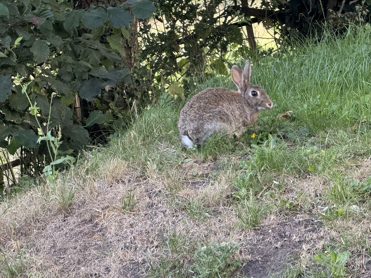 Rabbit photographed at Pengilfach