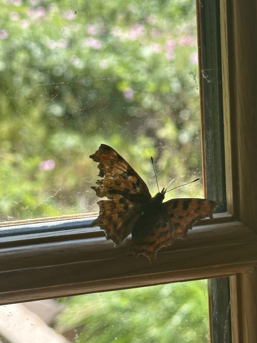 Comma butterfly on a windowsill, showing its ragged wing edges