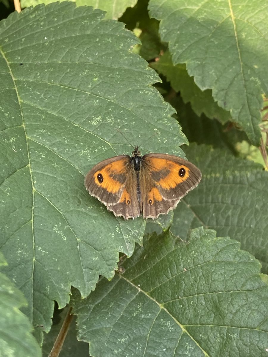 Gatekeeper butterfly with wings open on a leaf