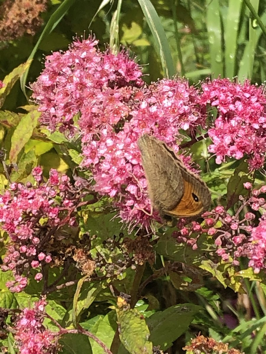 Meadow brown butterfly on pink spiraea flowers
