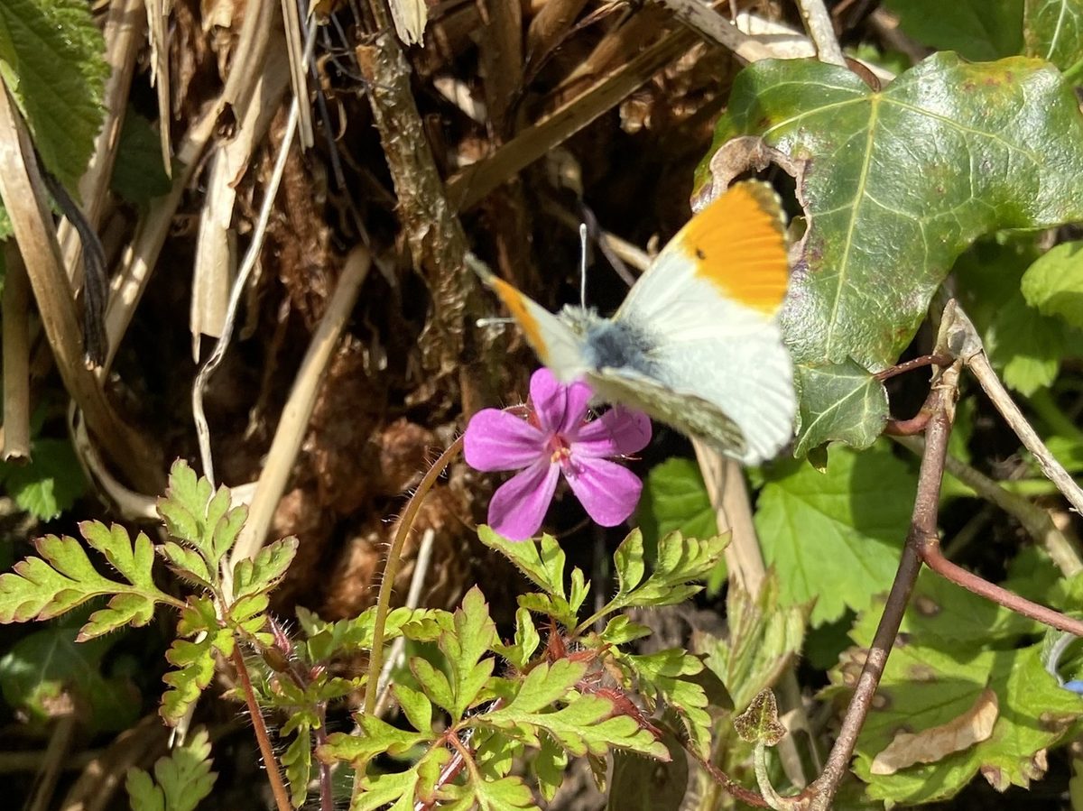 Male orange-tip butterfly photographed at Pengilfach