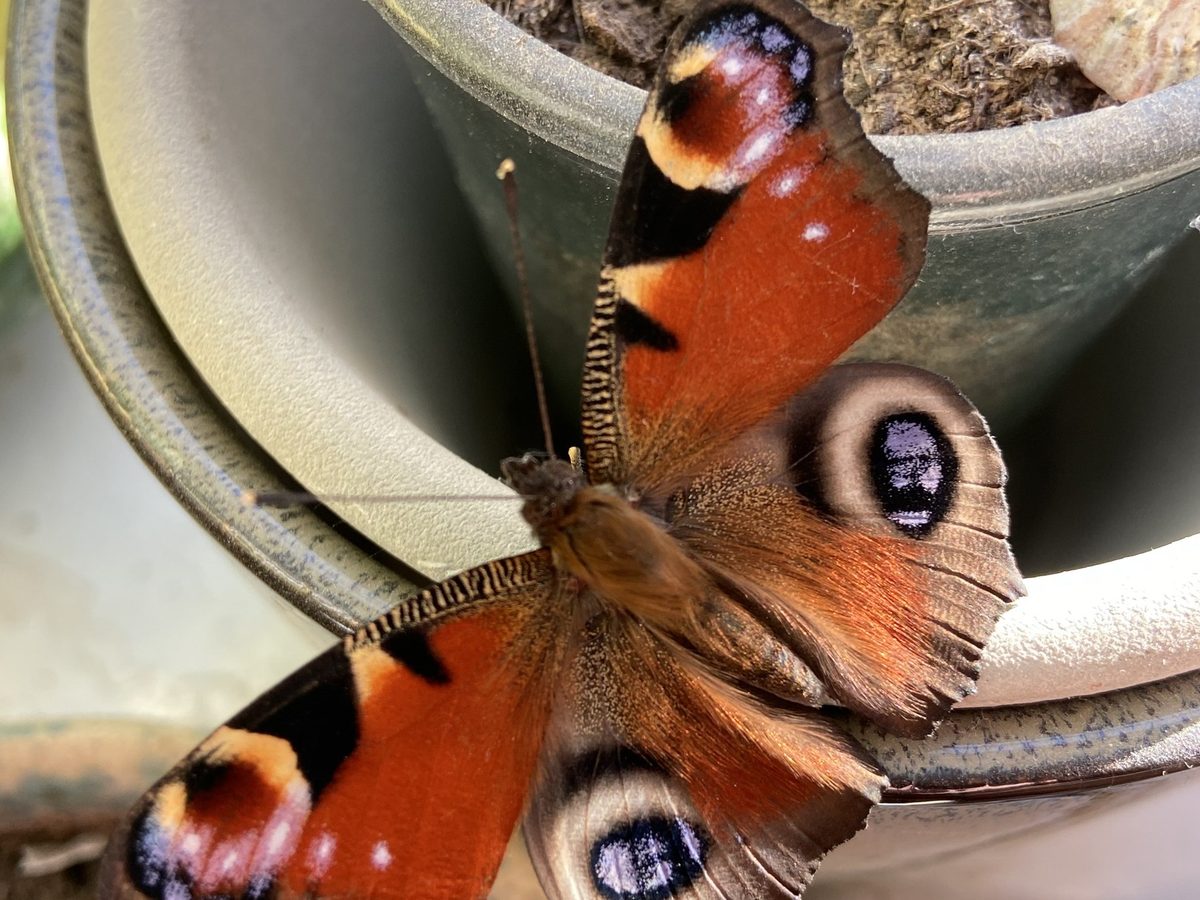 Peacock butterfly with wings open photographed at Pengilfach