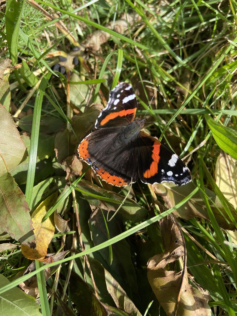 Red admiral butterfly with wings open in the grass
