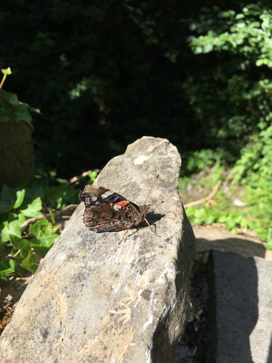 Red admiral butterfly with wings closed on a rock
