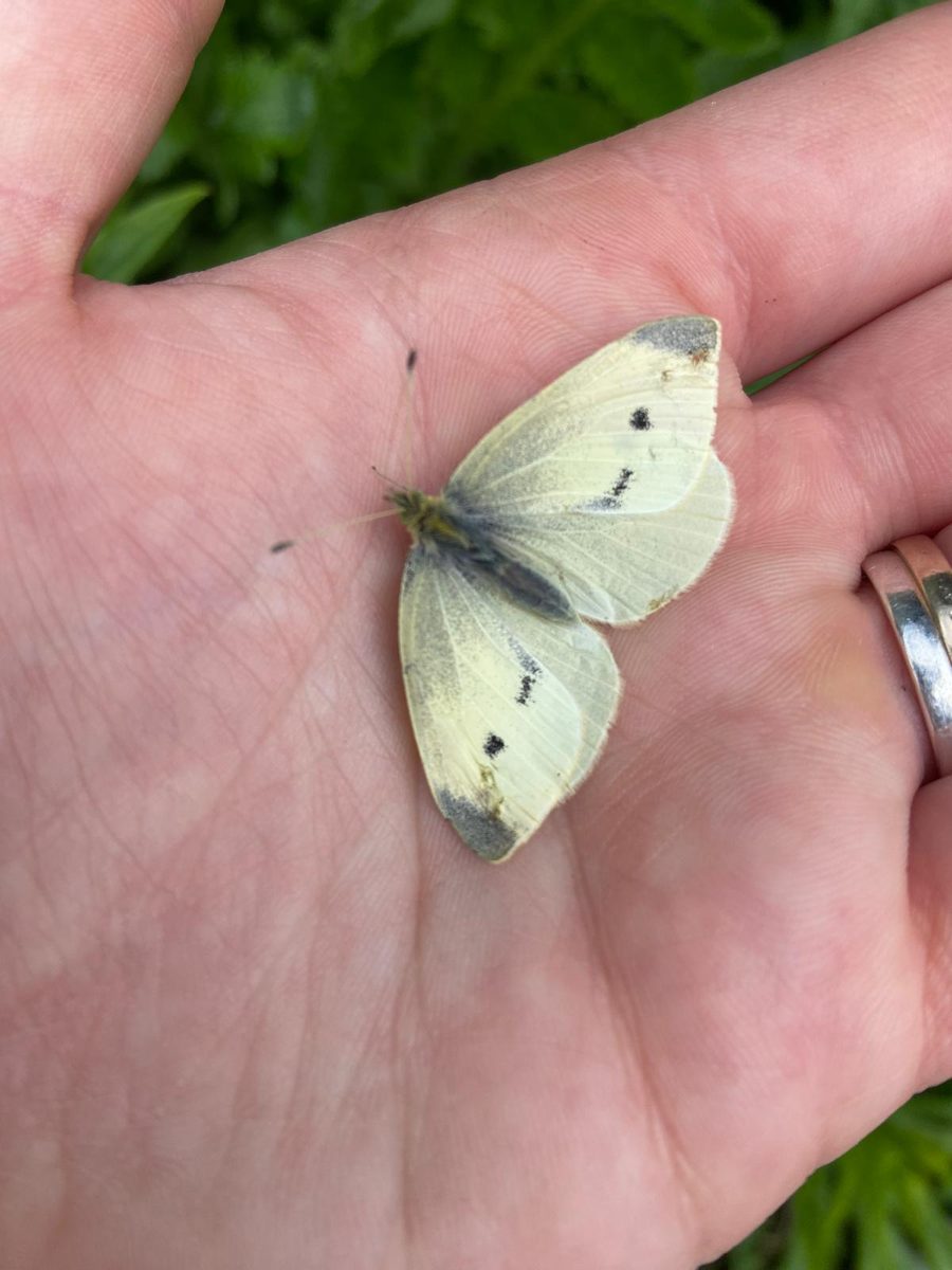 A white butterfly resting on an open hand