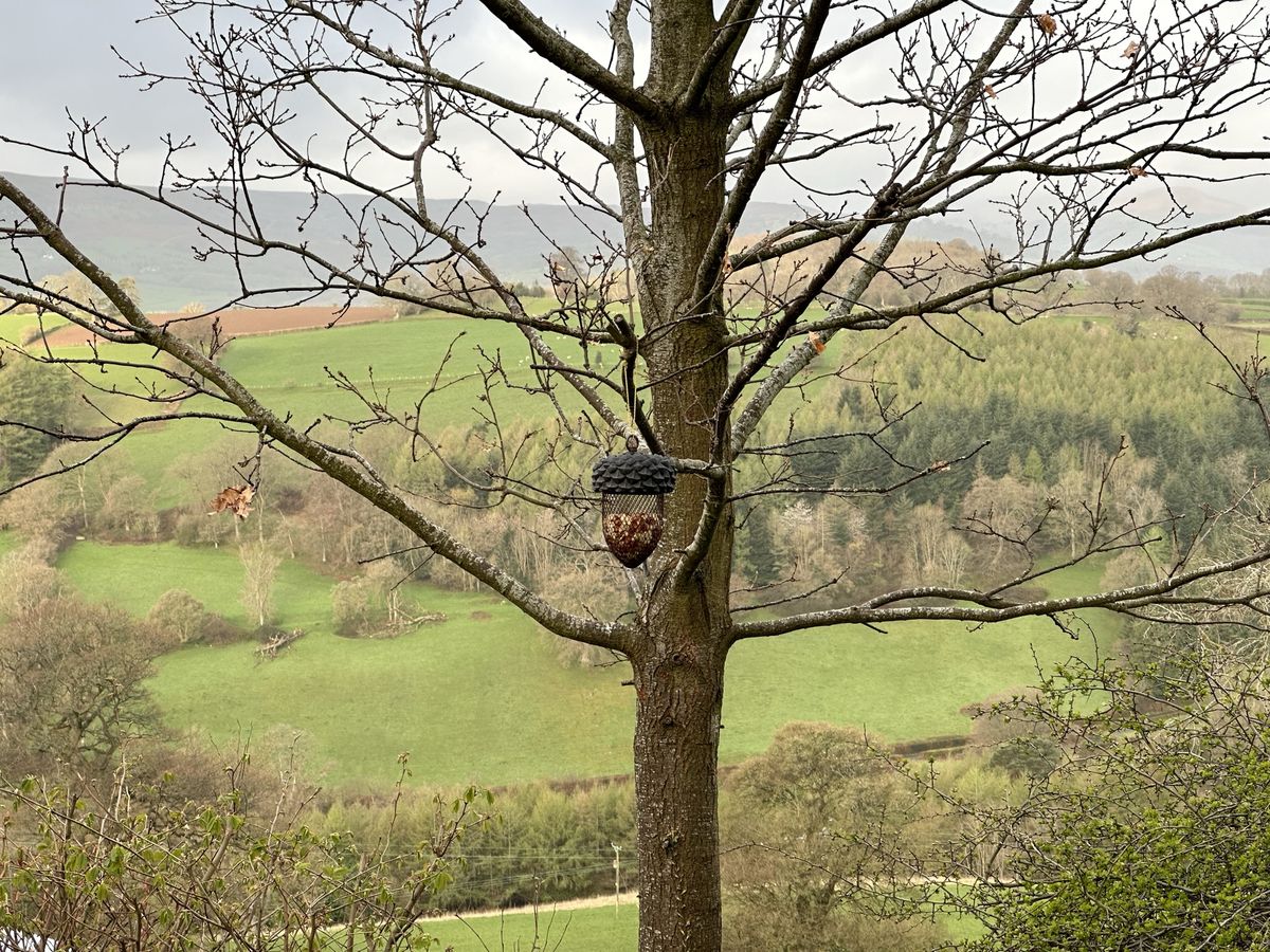 At the feeders photographed at Pengilfach