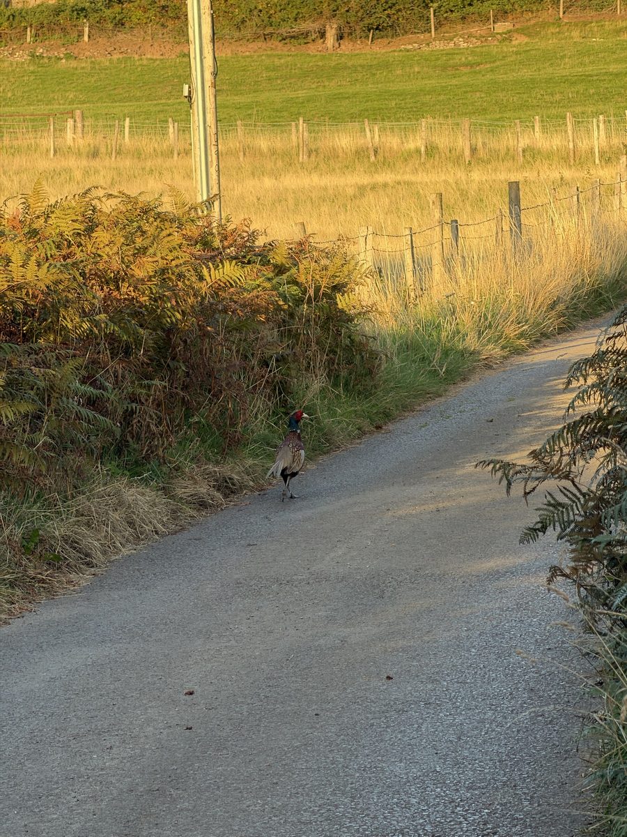 A cock pheasant photographed at Pengilfach