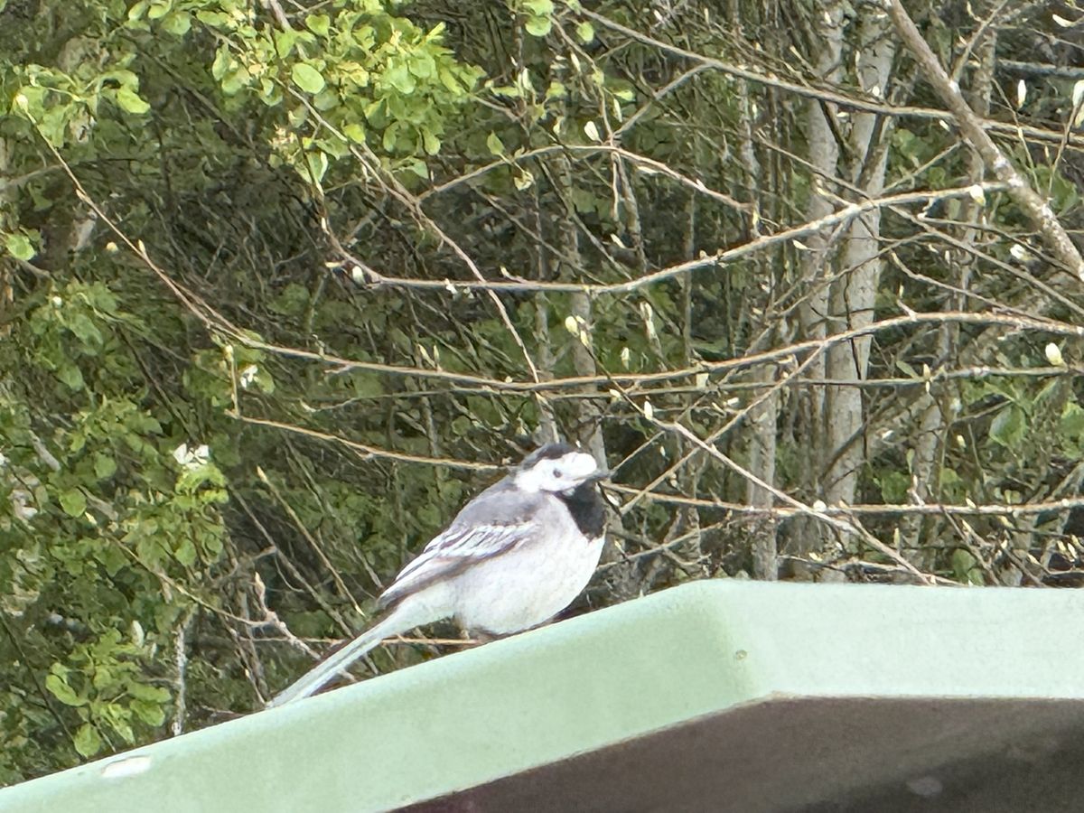 Pied wagtail photographed at Pengilfach