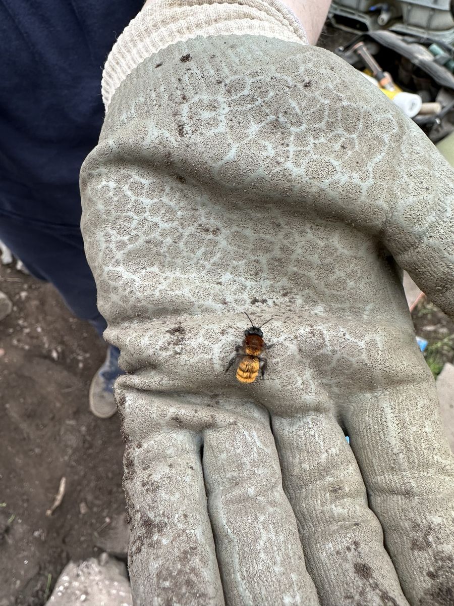 Bee photographed at Pengilfach