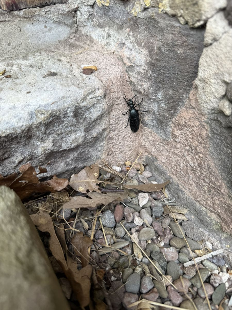 Small beetle photographed at Pengilfach