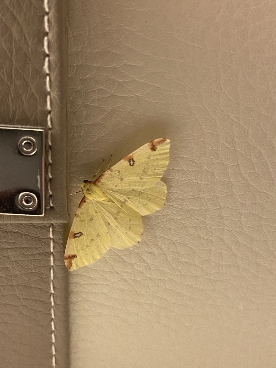 Brimstone moth photographed at Pengilfach