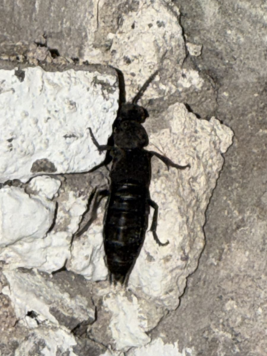 Devil&rsquo;s coach horse photographed at Pengilfach