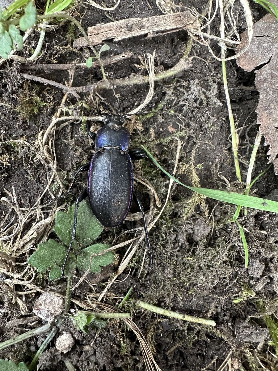 Ground beetle photographed at Pengilfach