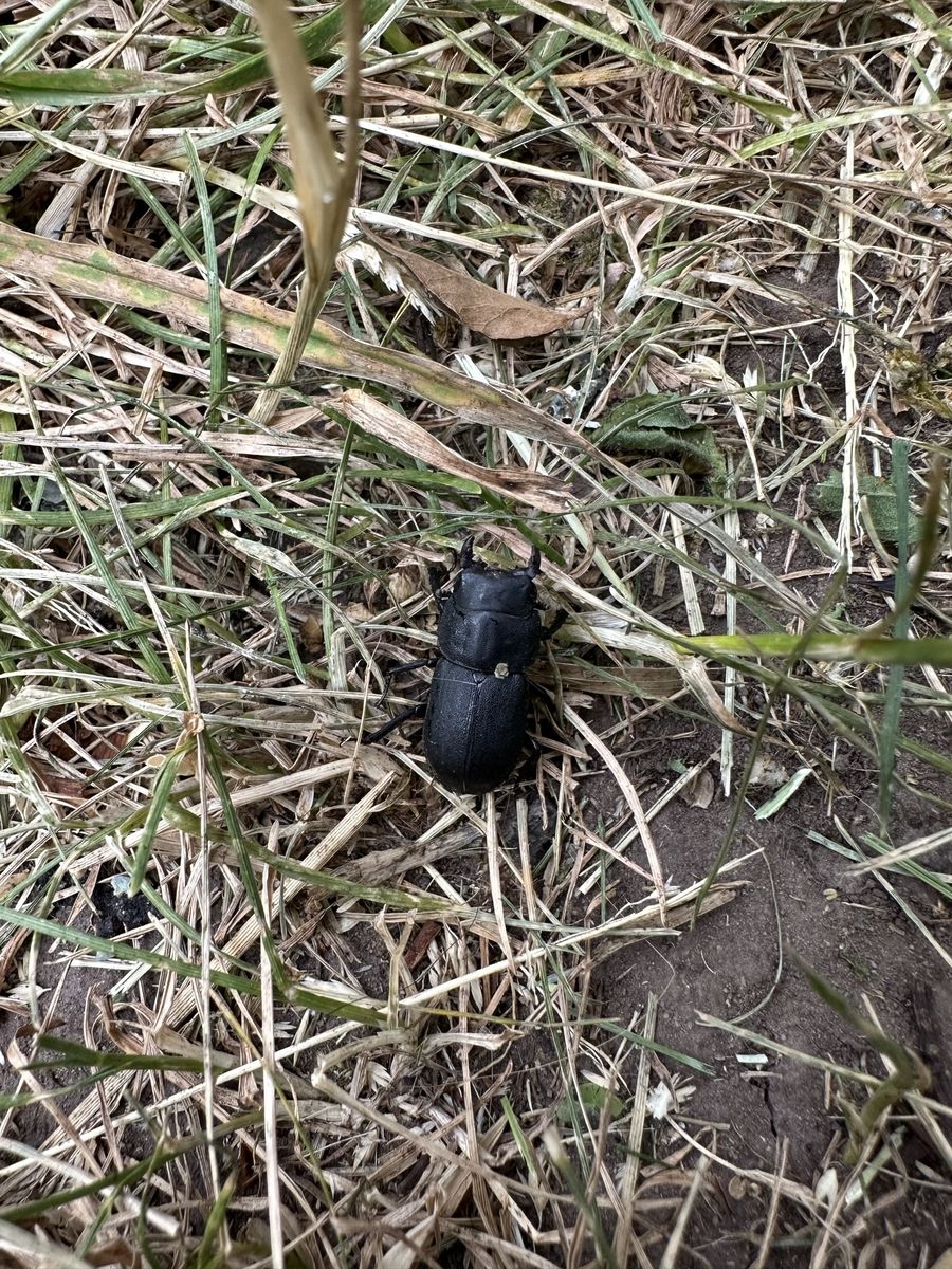 Ground beetle photographed at Pengilfach