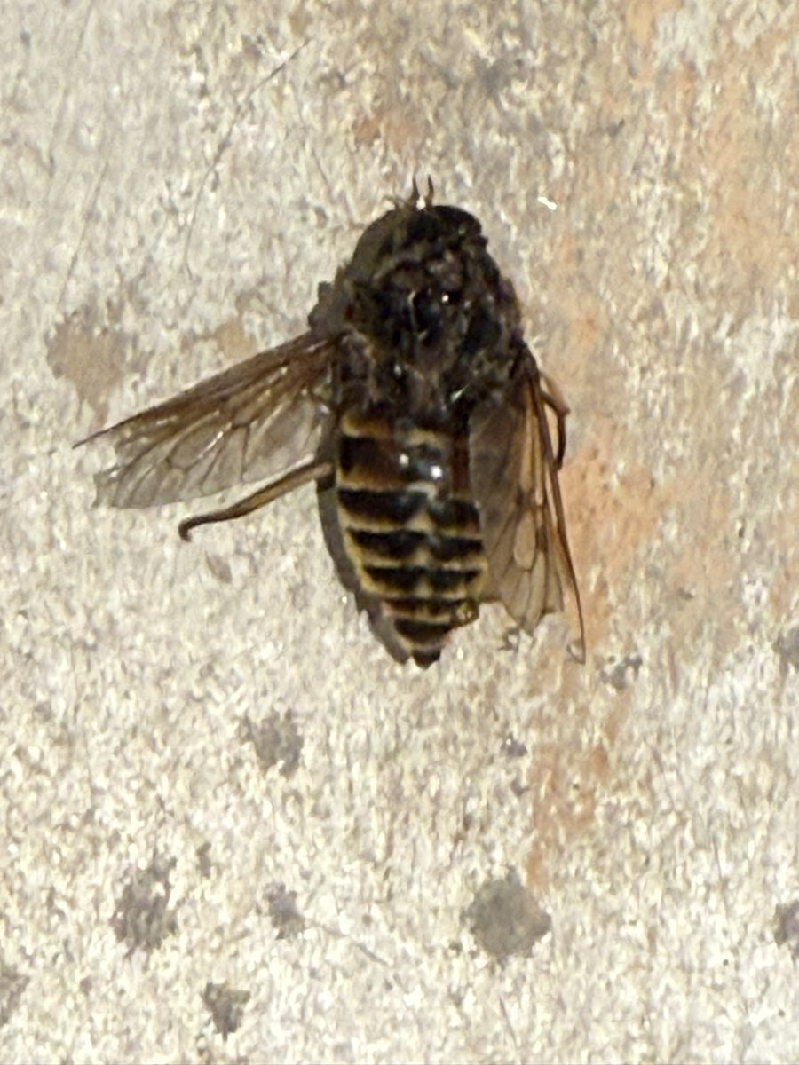 Large fly photographed at Pengilfach