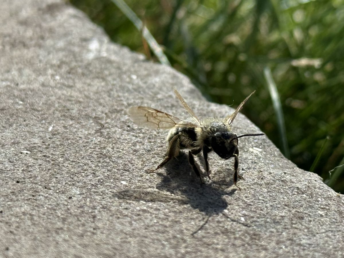 Solitary mining bee photographed at Pengilfach