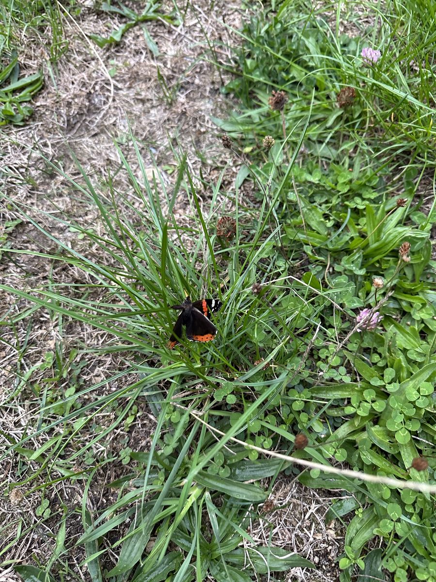 Moth photographed at Pengilfach