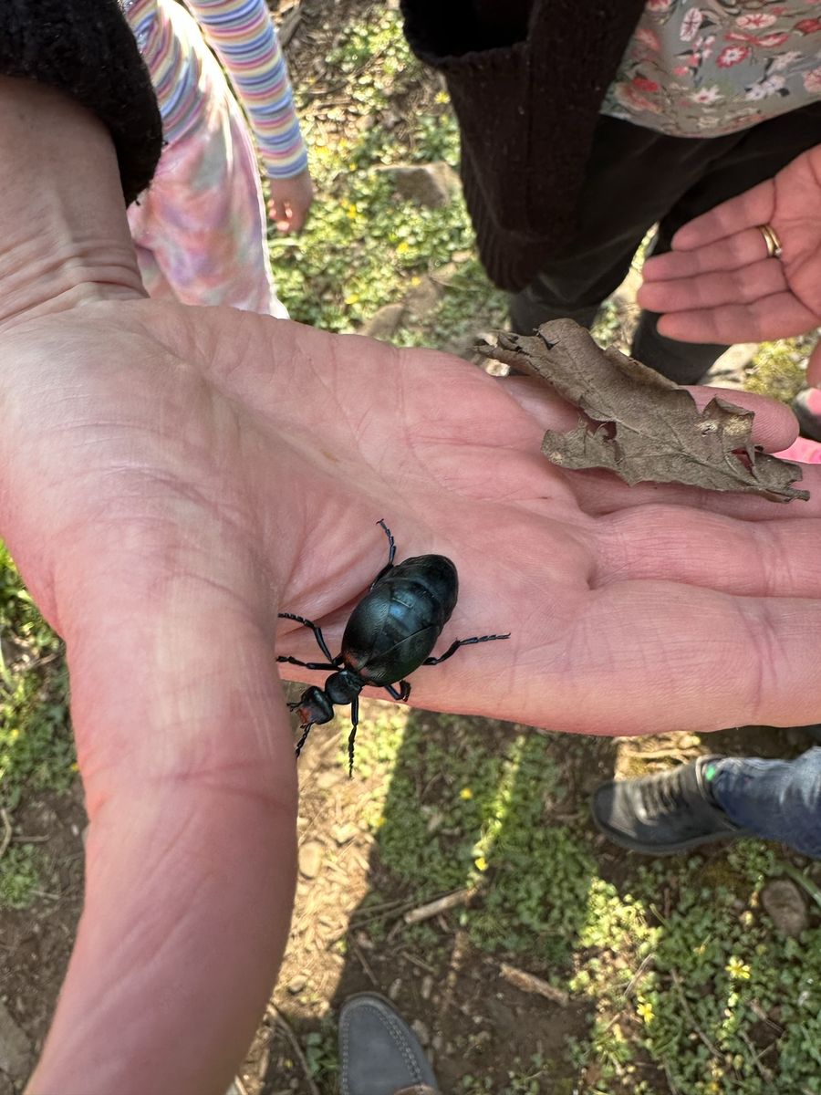 Beetle with orange antennae photographed at Pengilfach