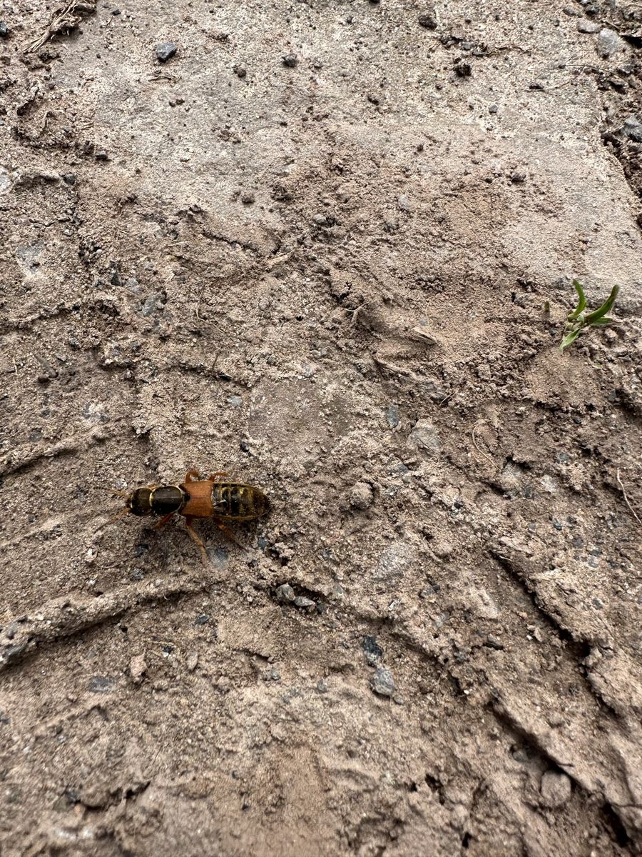 Sexton (burying) beetle photographed at Pengilfach