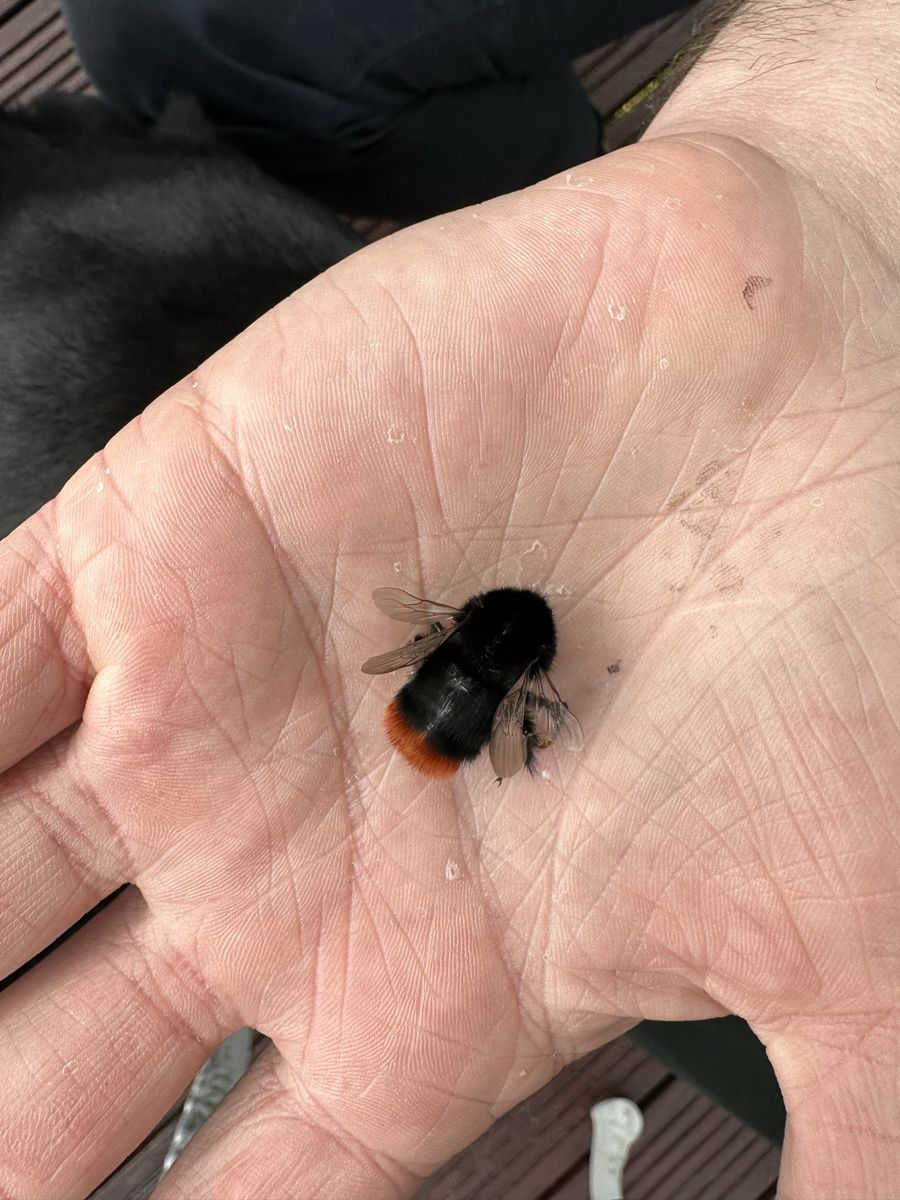 Burying beetle photographed at Pengilfach