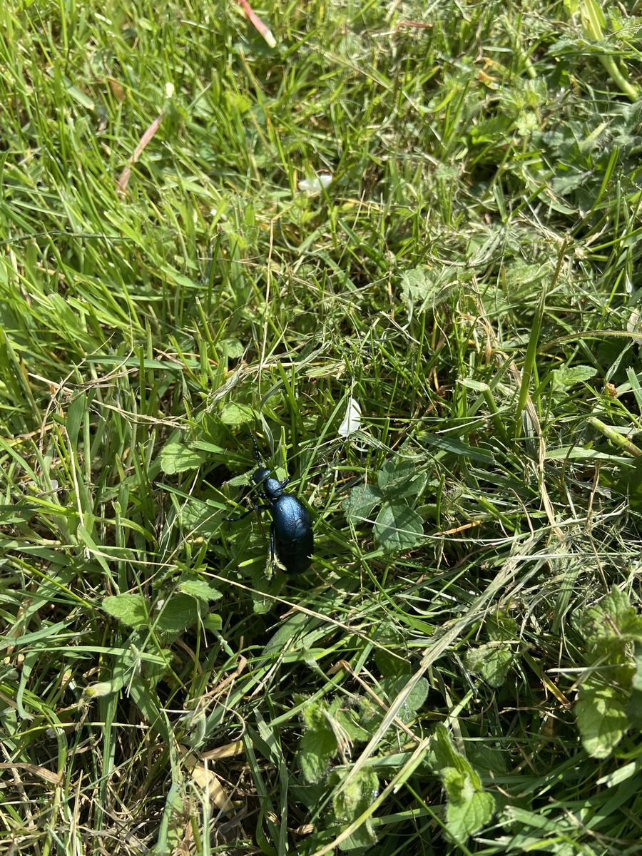 Violet ground beetle photographed at Pengilfach