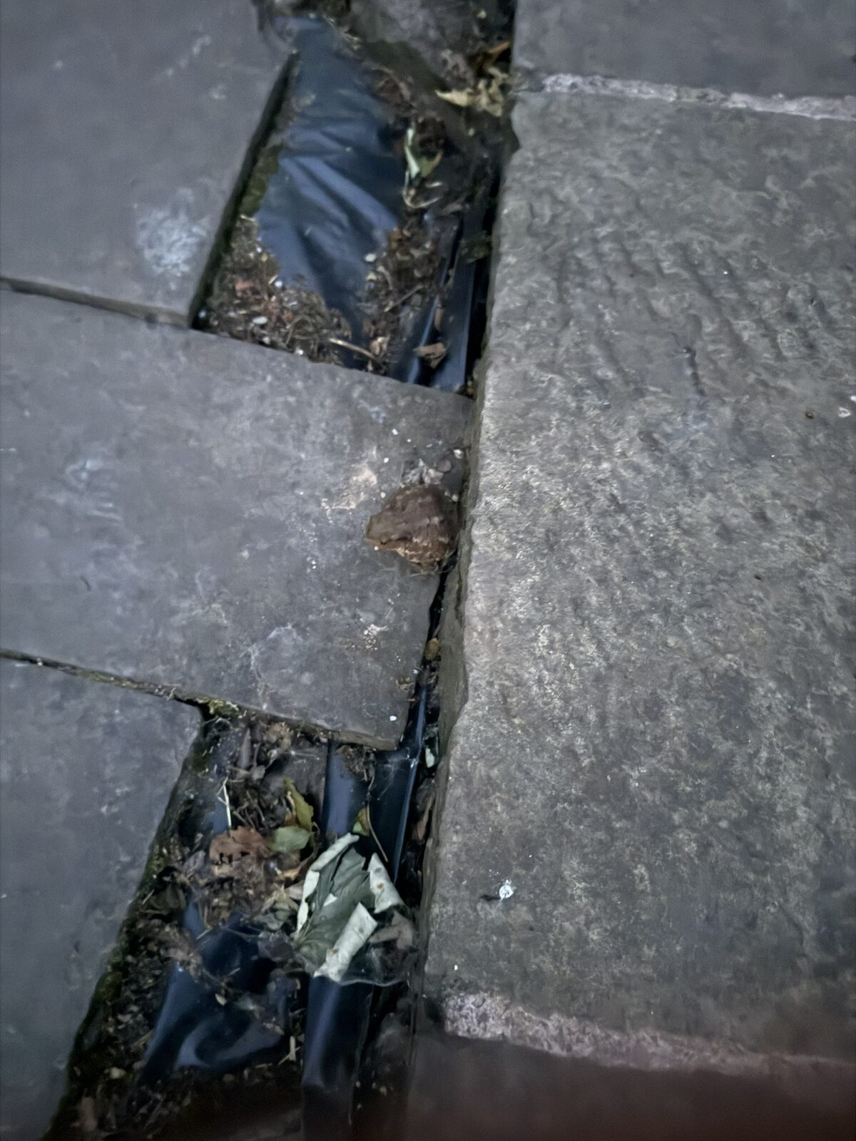 A large toad sitting at night in the gap between two wet slate paving slabs, among damp fallen leaves