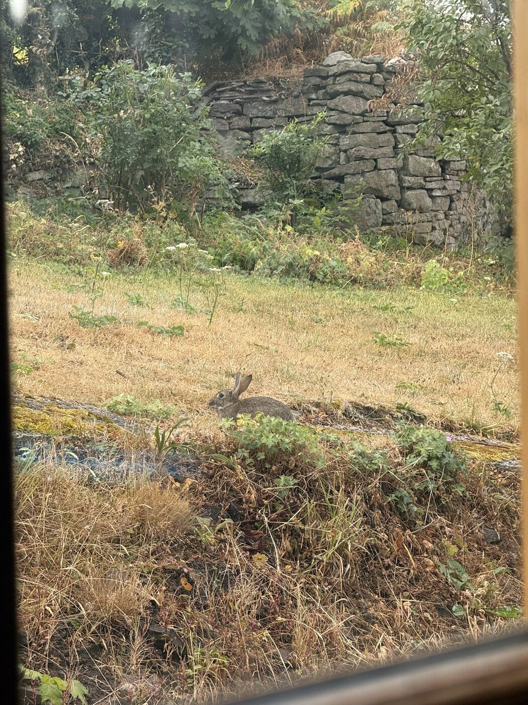 A wild rabbit sitting in the grass on the big back lawn at Pengilfach, in front of the old dry-stone wall, seen through a window