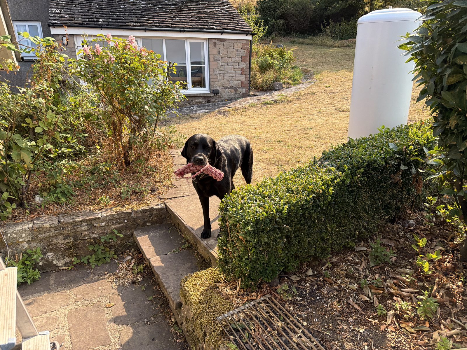 Ron, a black Labrador, carrying a toy along the garden path by the annexe, helping in the garden