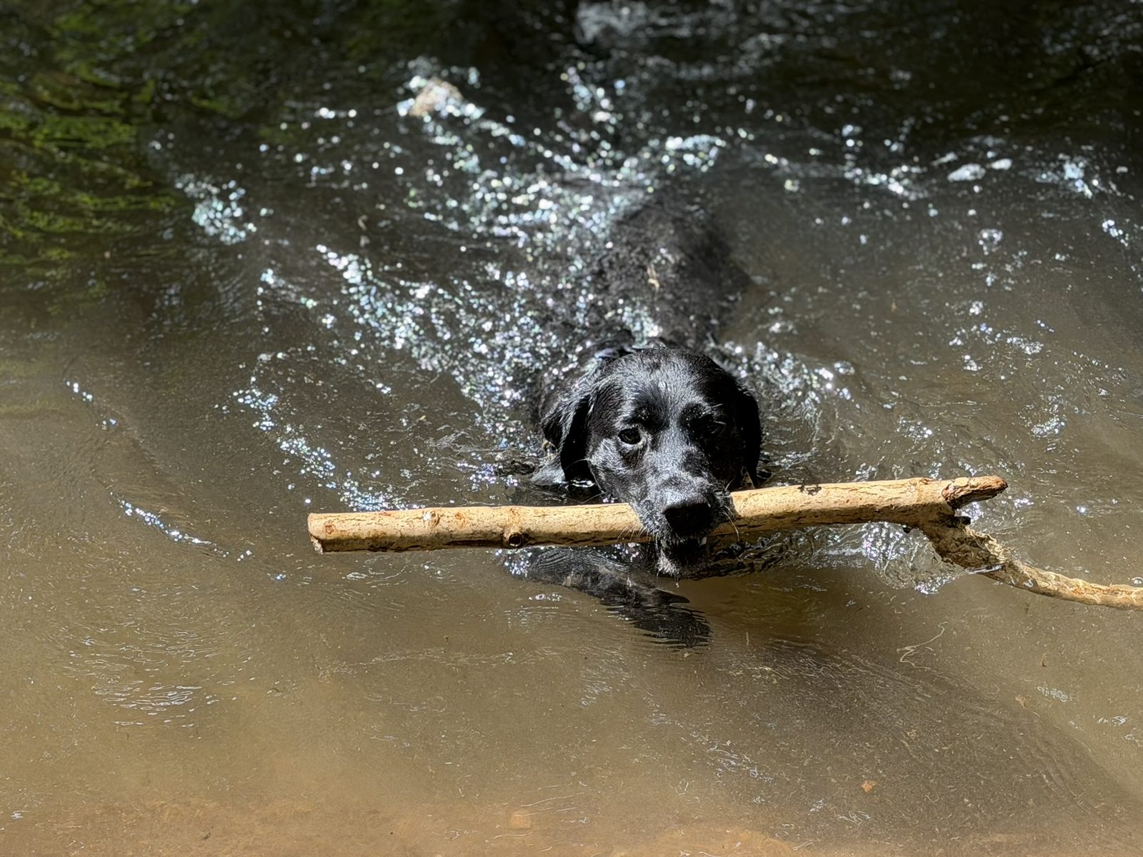 Ron, a black Labrador, swimming in the river carrying a stick, cooling off