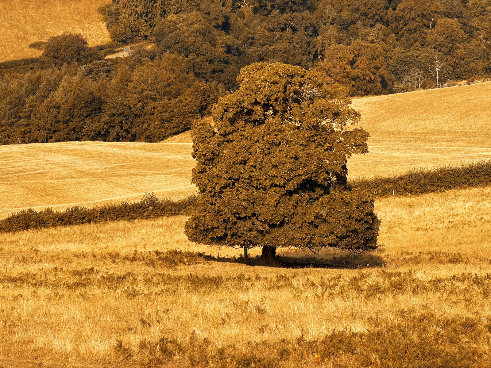 A lone oak in a parched summer field, the whole scene washed in an eerie sepia-gold light as smoke from the Llangattock wildfire covers the sun