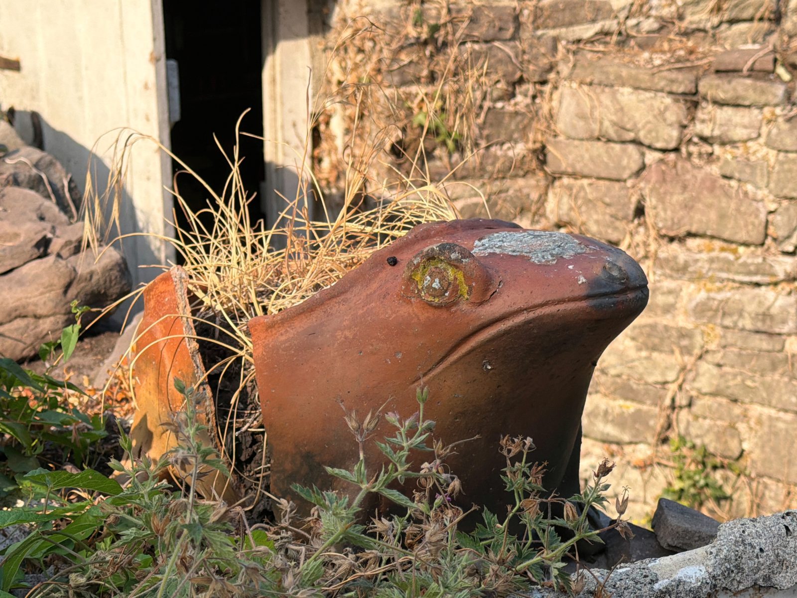 A weathered terracotta frog ornament nestled in the dry grass beside the garden shed steps, keeping watch