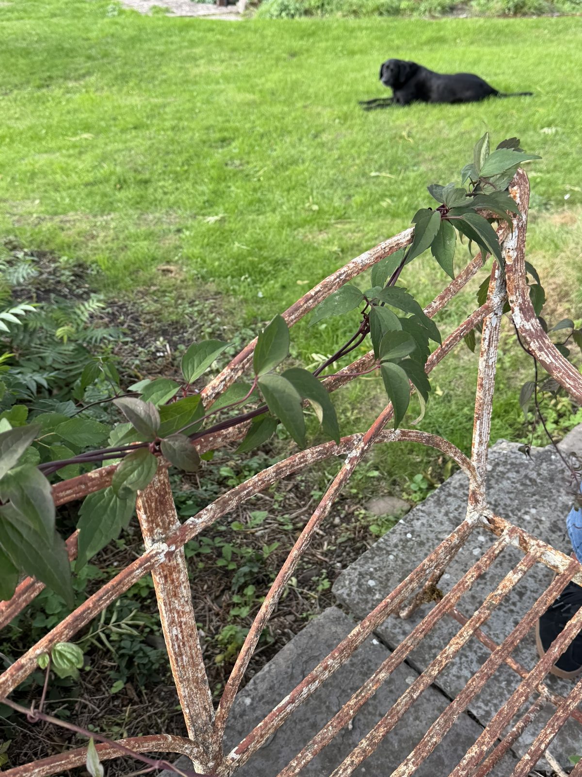 Virginia creeper, its leaves in fives on reddish stems, scrambling over an old rusted iron garden bench, with Ron resting on the lawn behind