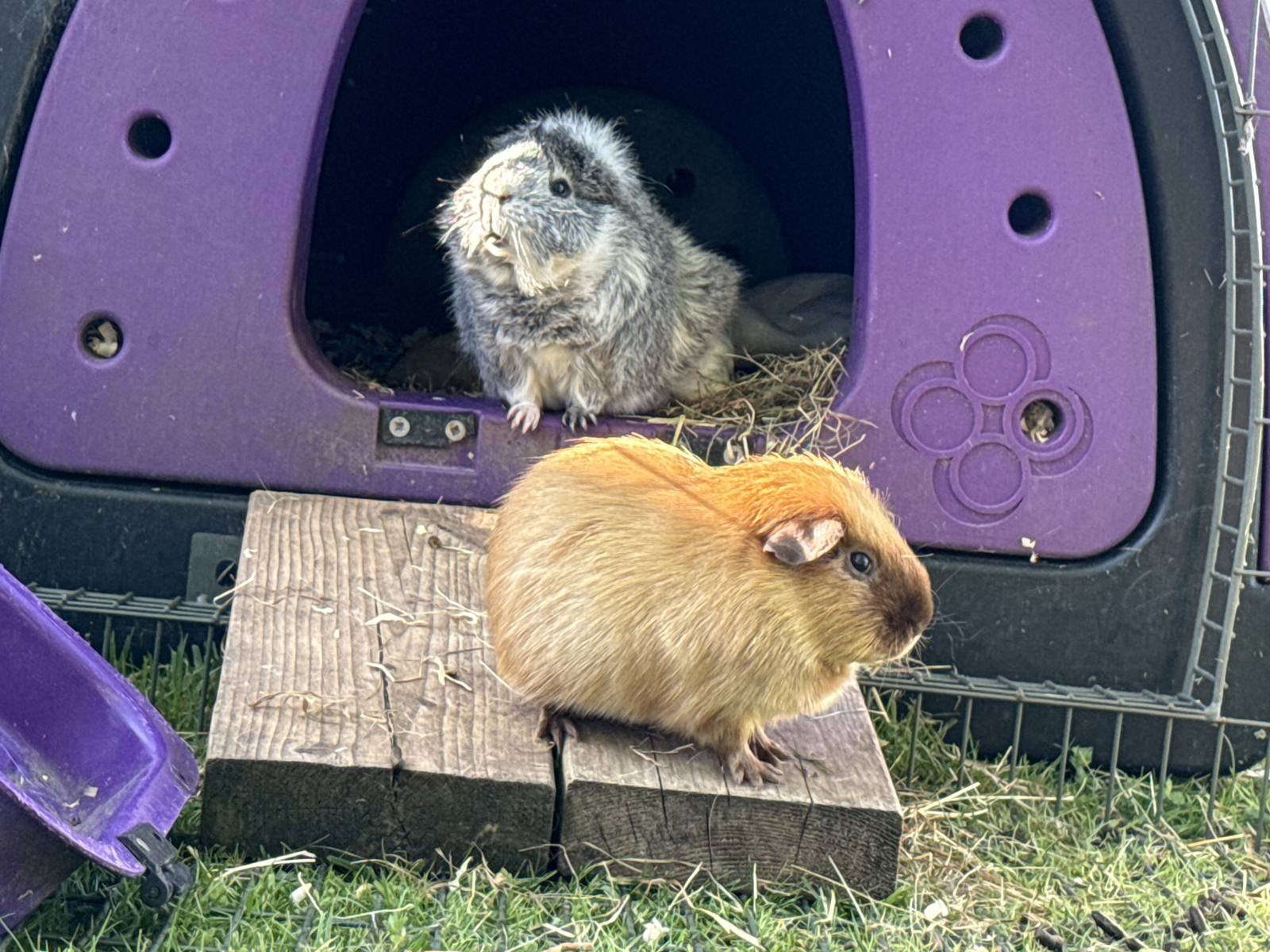 Basil and Sprout the guinea pigs outside their purple hutch, May 2025