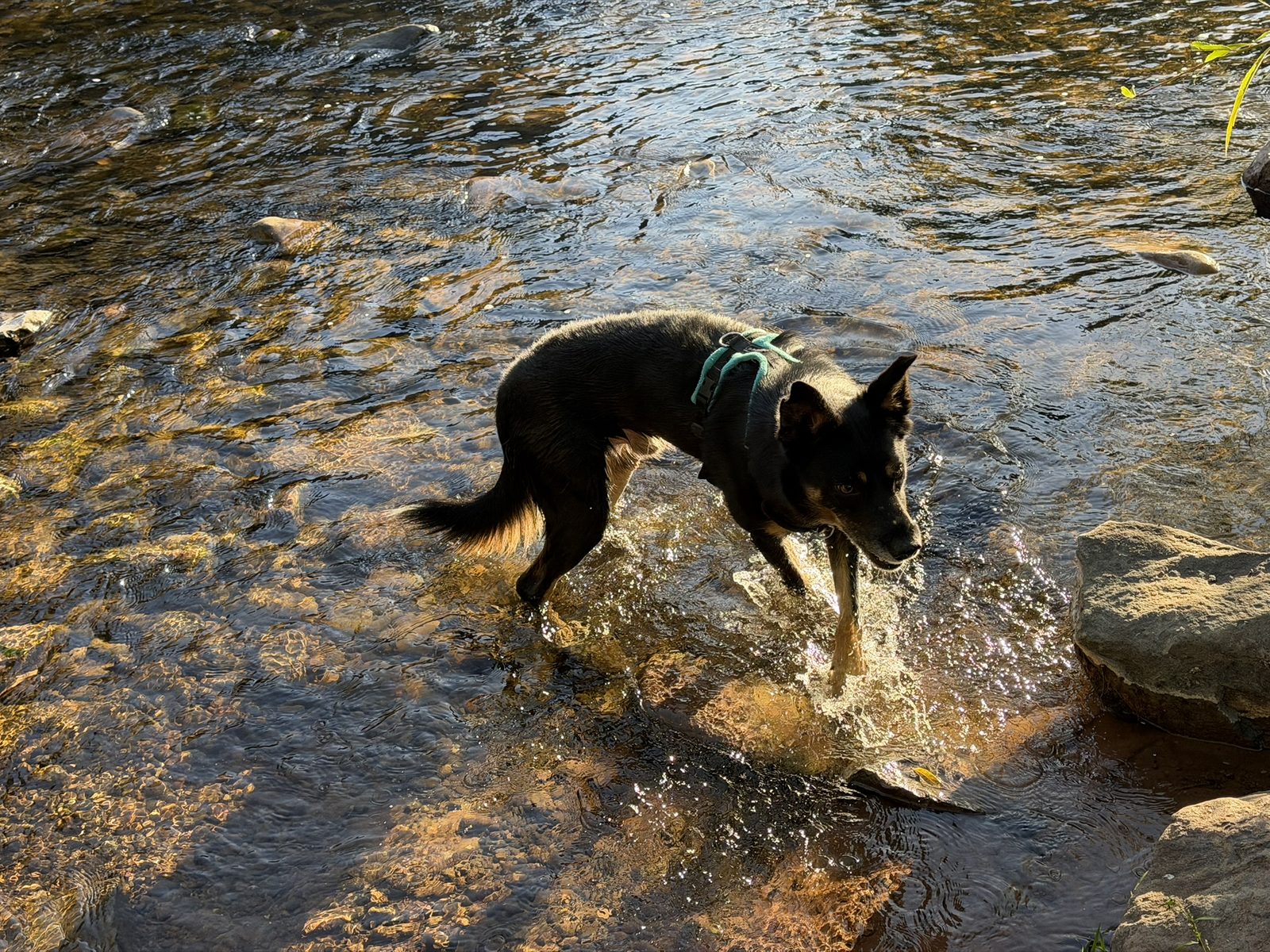 A black-and-tan dog splashing through the shallow, stony river in the sunshine